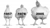 giant_chickens.0.jpg