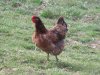 Red Broiler Roo X Speckled Sussex Hen.jpg